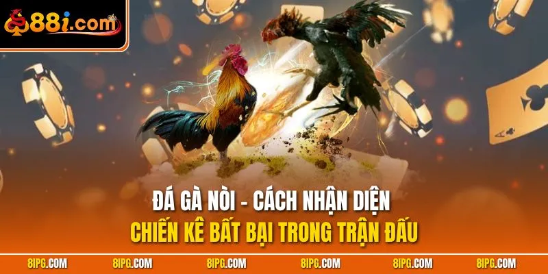 Đá Gà Nòi - Cách Nhận Diện Chiến Kê Bất Bại Trong Trận Đấu