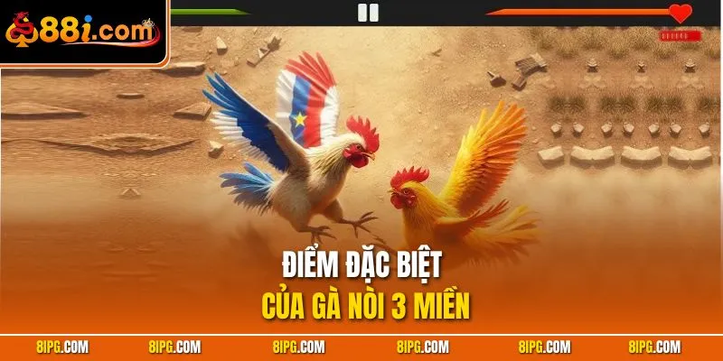 Đá Gà Nòi - Cách Nhận Diện Chiến Kê Bất Bại Trong Trận Đấu