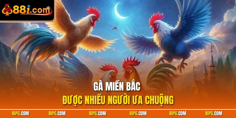 Đá Gà Nòi - Cách Nhận Diện Chiến Kê Bất Bại Trong Trận Đấu