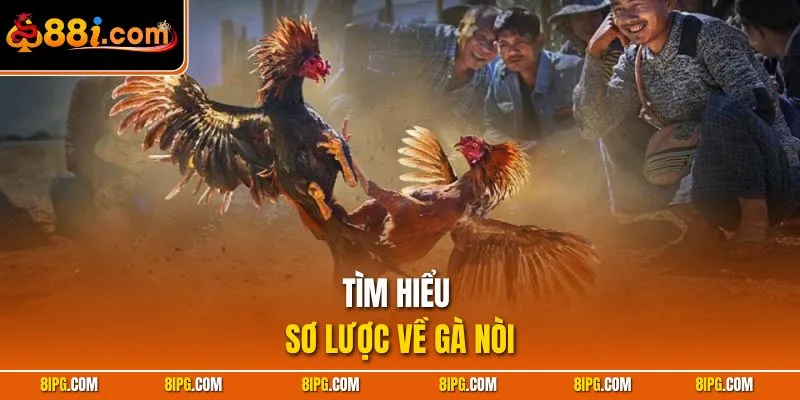 Đá Gà Nòi - Cách Nhận Diện Chiến Kê Bất Bại Trong Trận Đấu