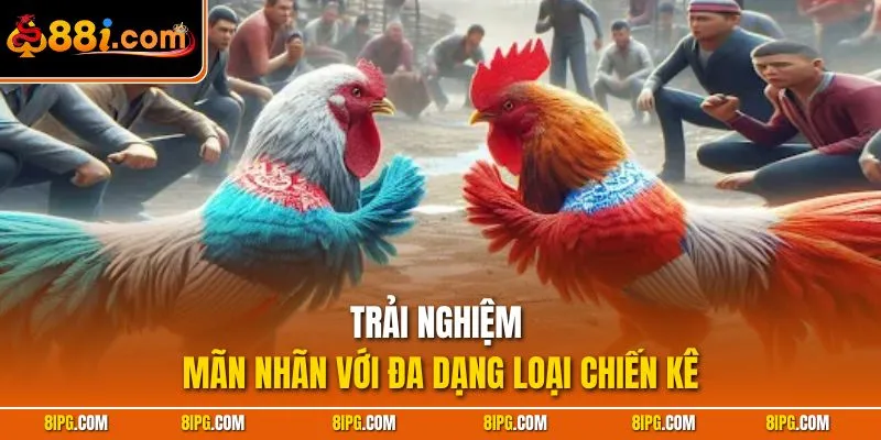 Đá Gà 88I - Danh Mục Cược Trận Đấu Chiến Kê Thượng Hạng